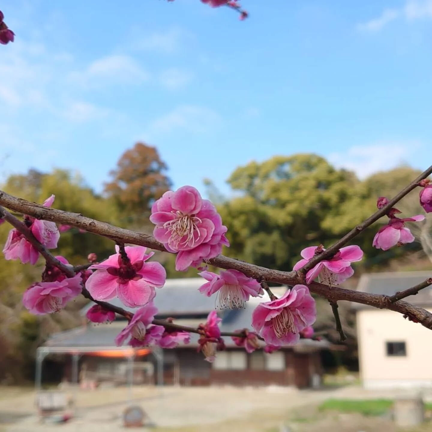 今年もお庭に梅が咲きました📷️