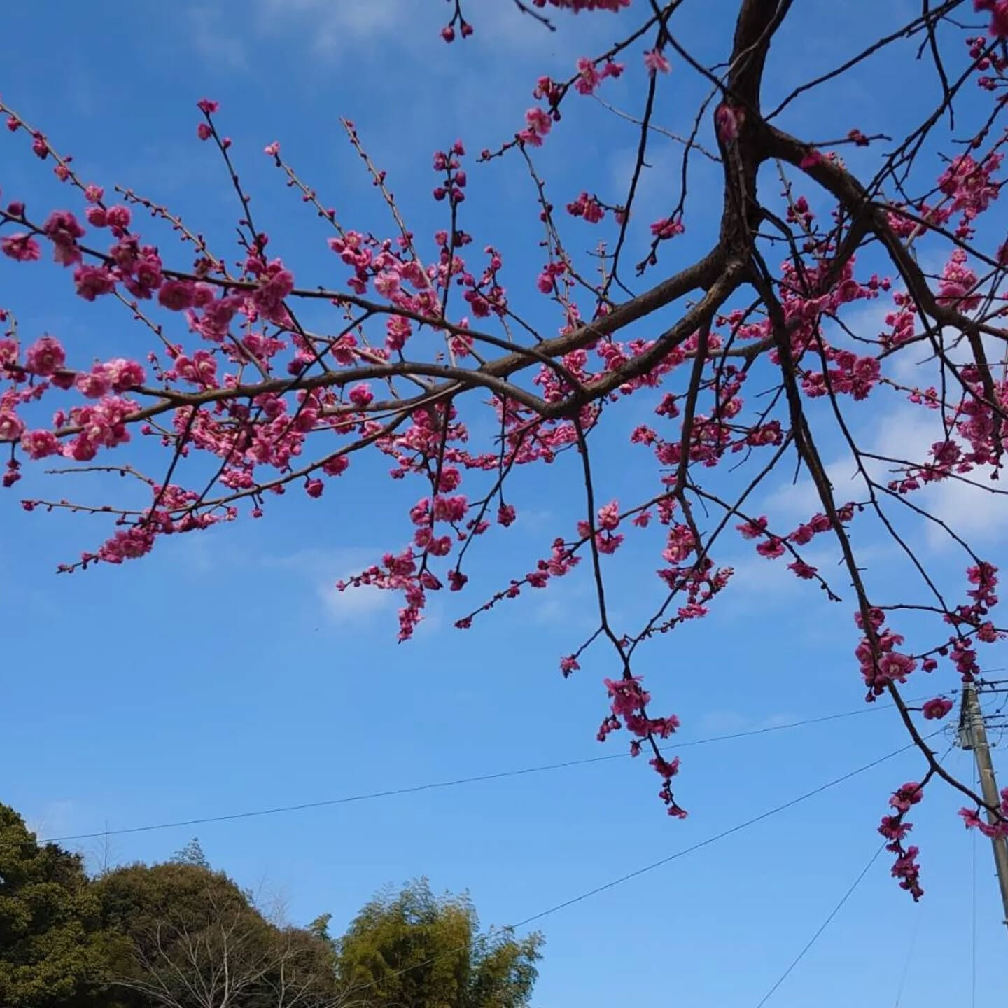 今年もお庭に梅が咲きました📷️