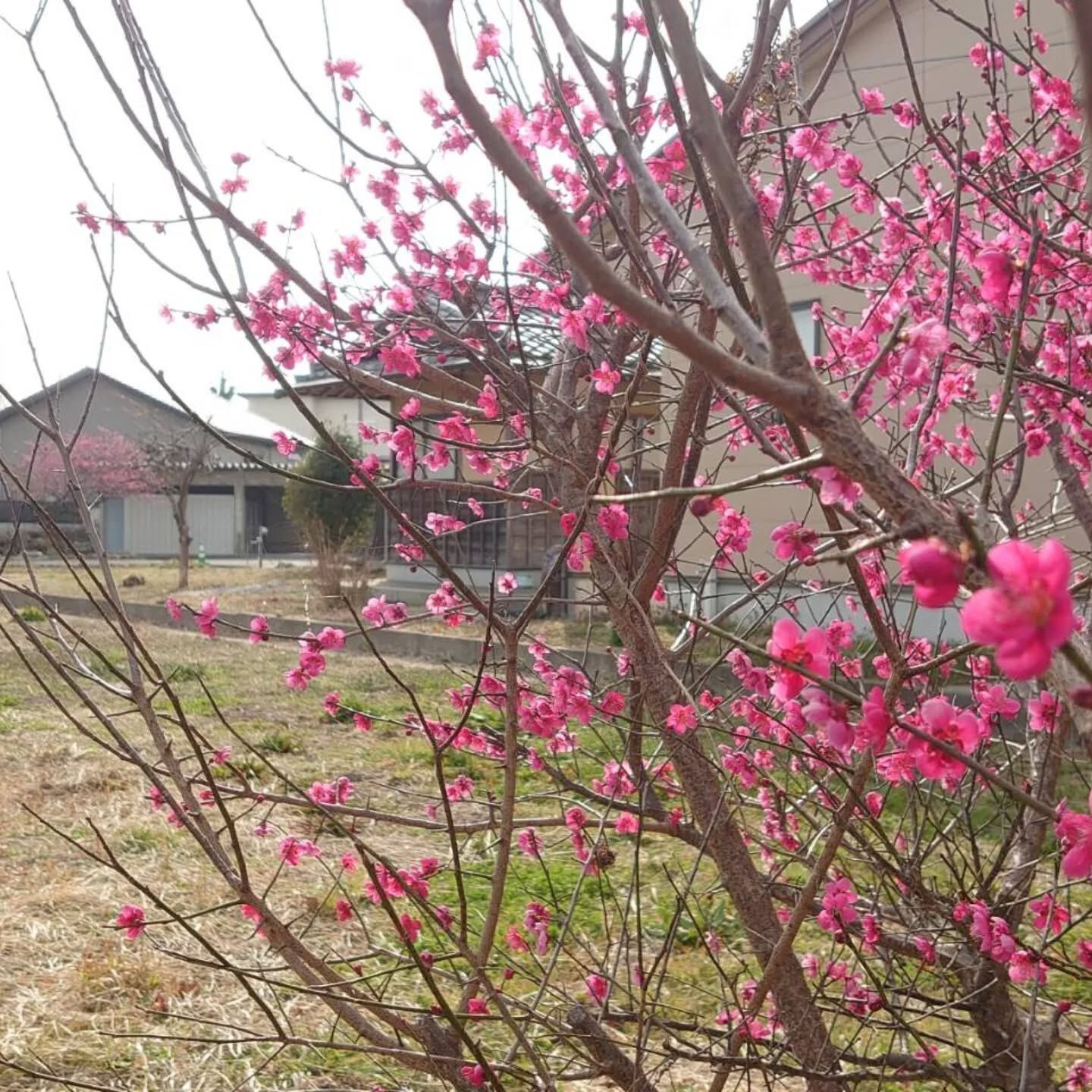 今年もお庭に梅が咲きました📷️