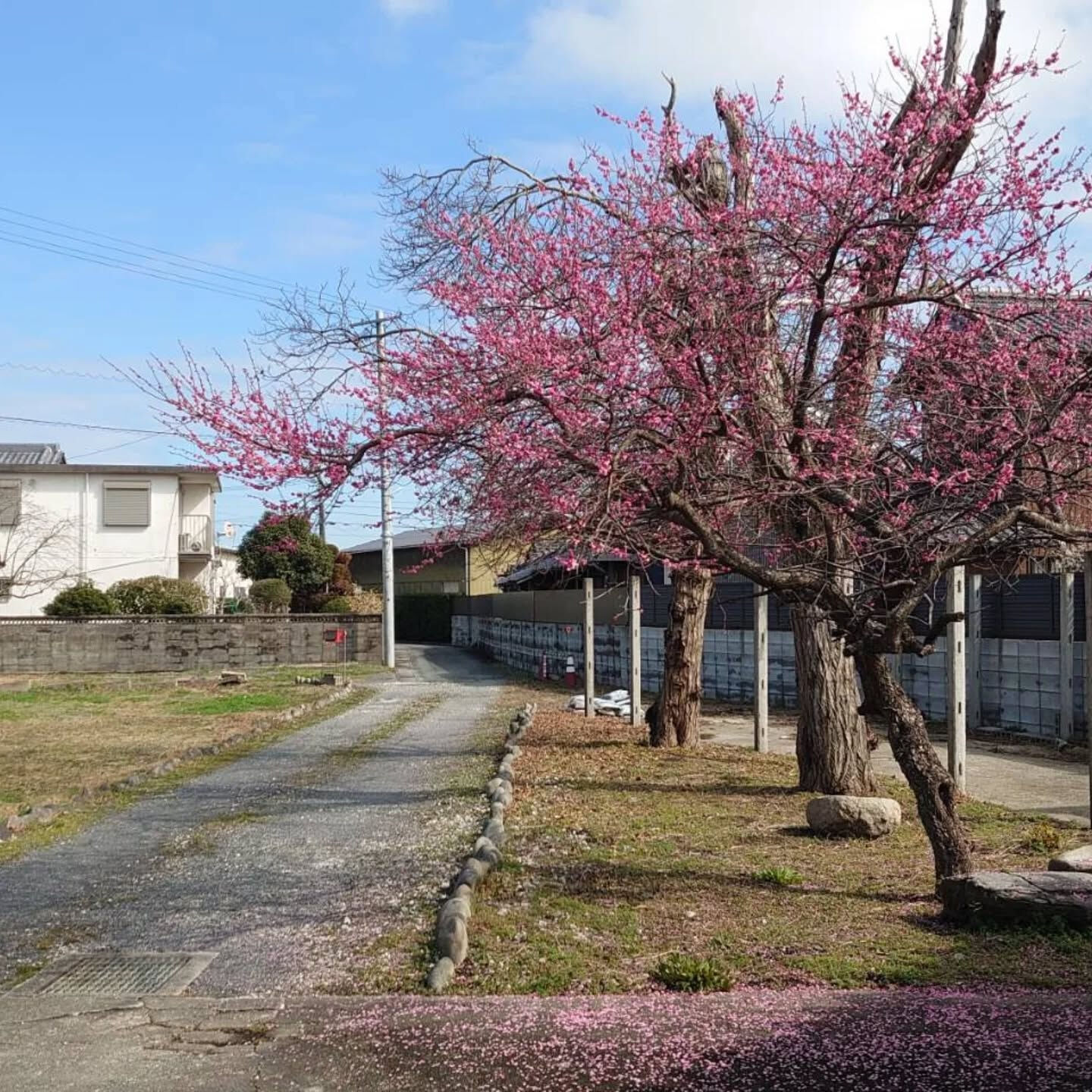 今年もお庭に梅が咲きました📷️