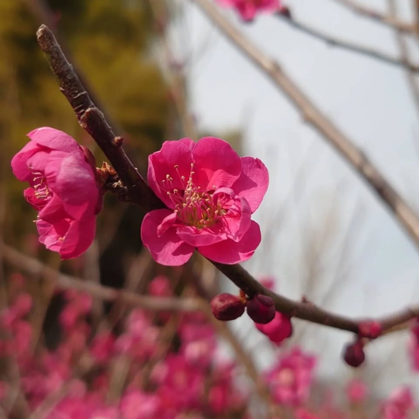 今年もお庭に梅が咲きました📷️