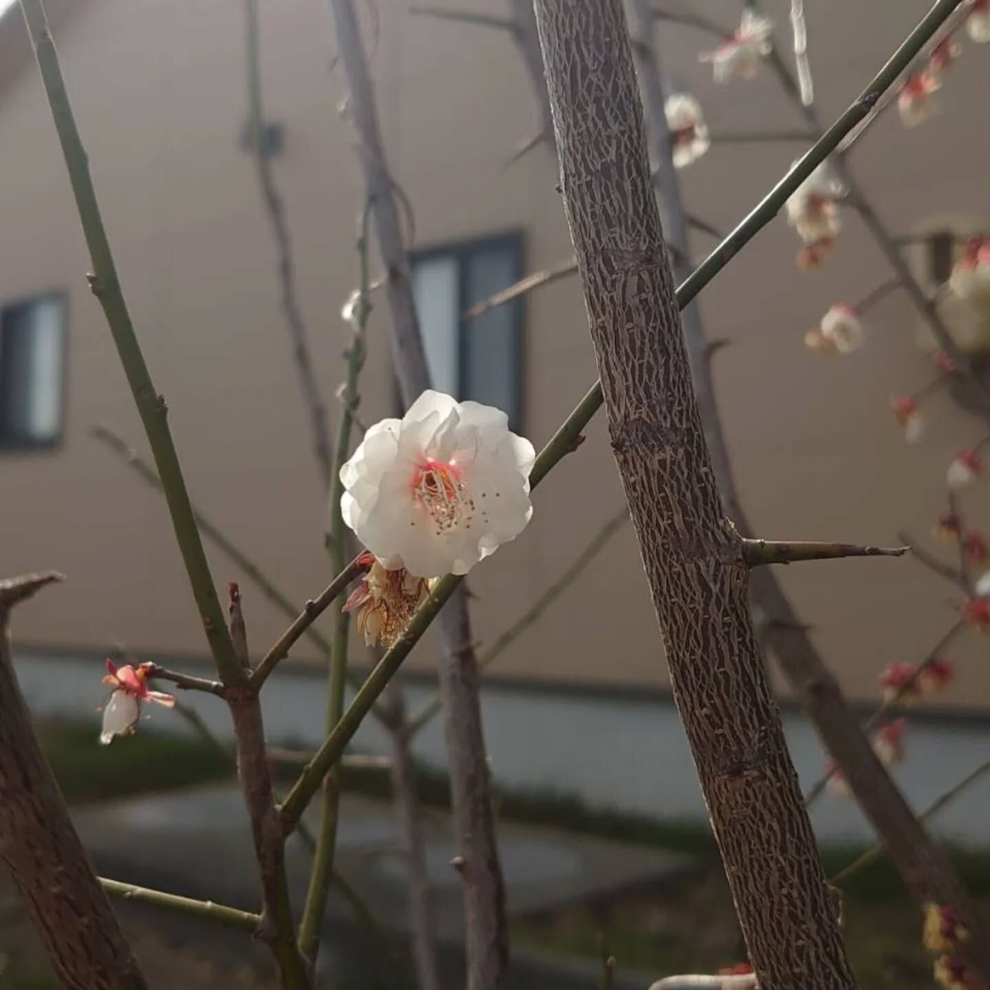 今年もお庭に梅が咲きました📷️