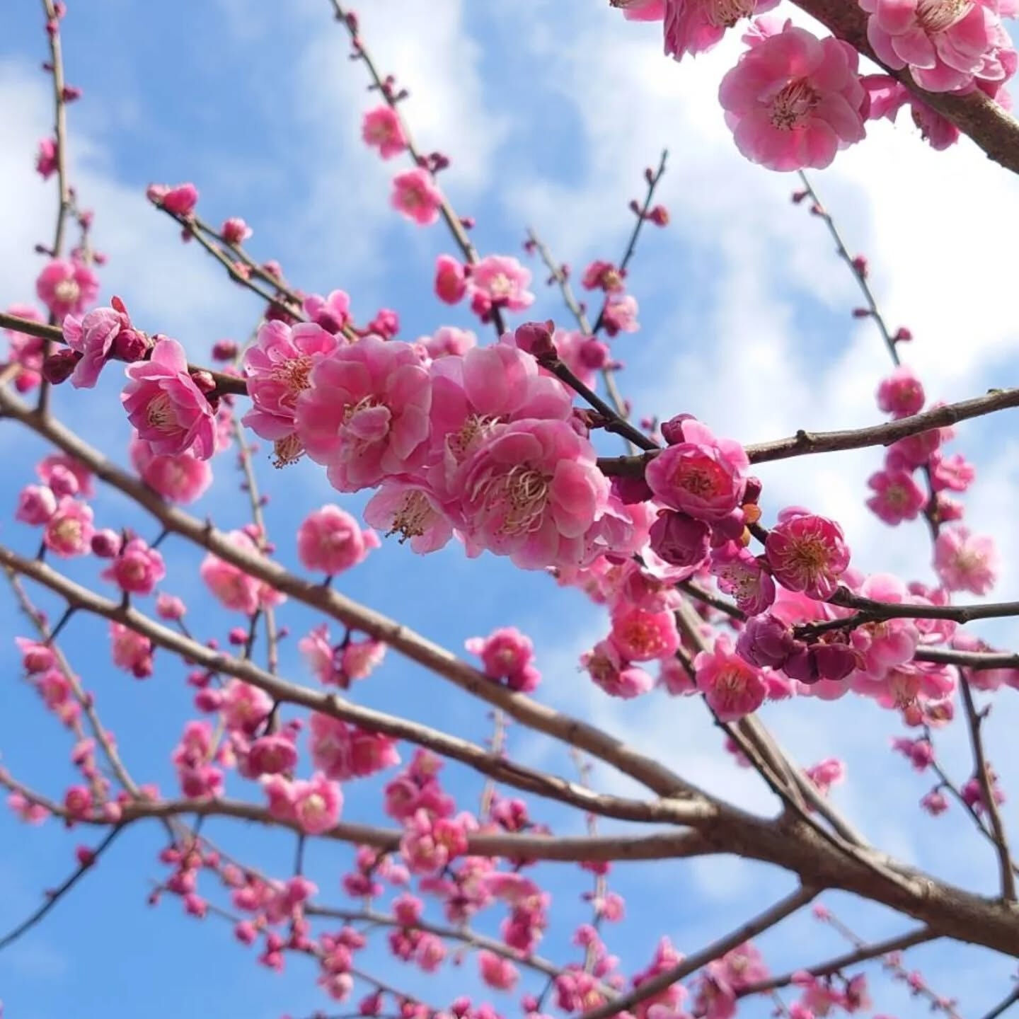 今年もお庭に梅が咲きました📷️