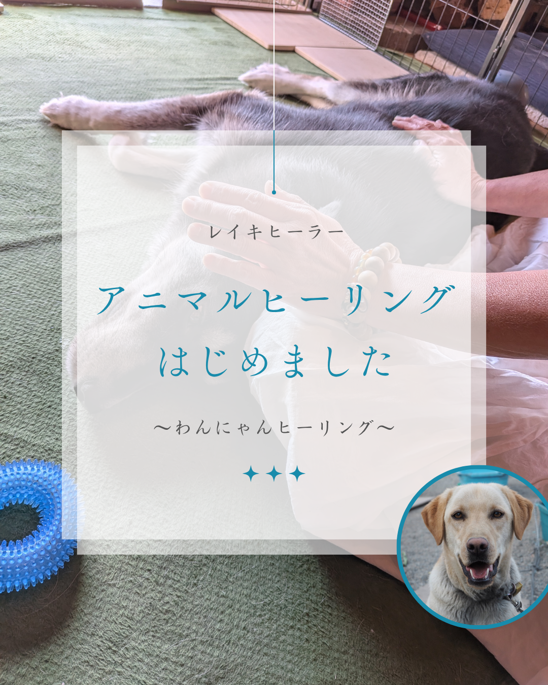 【訪問・来店】アニマルヒーリングはじめました
